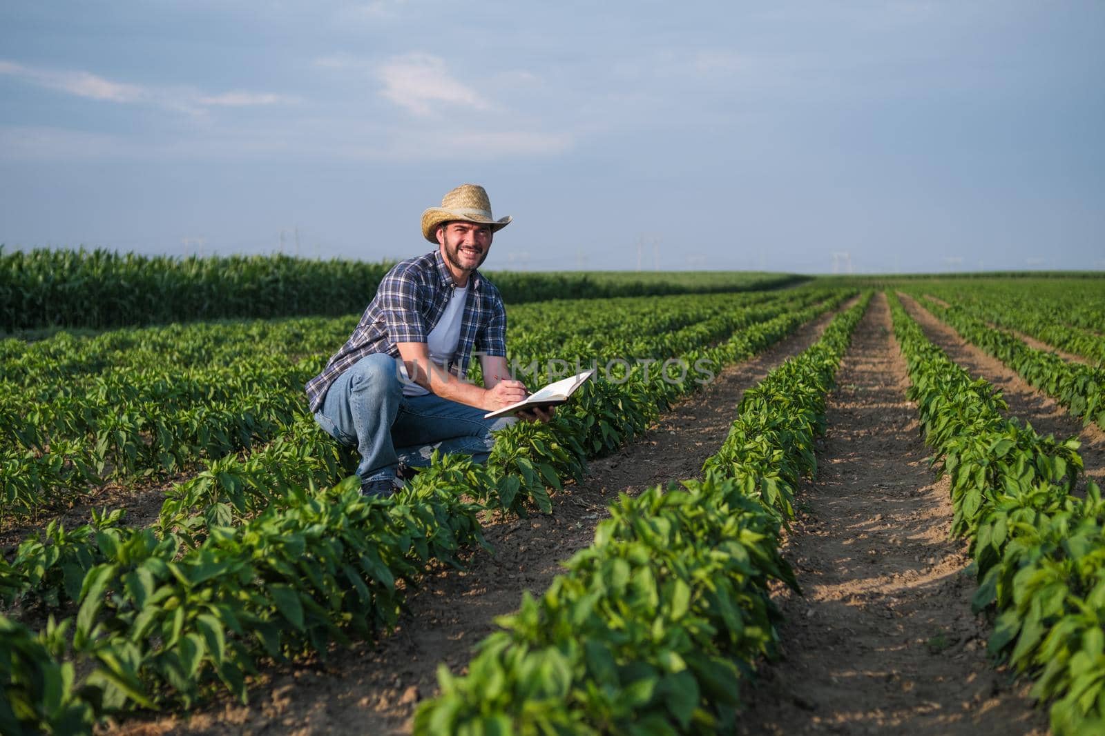 Farmer is examining his chili plantation.