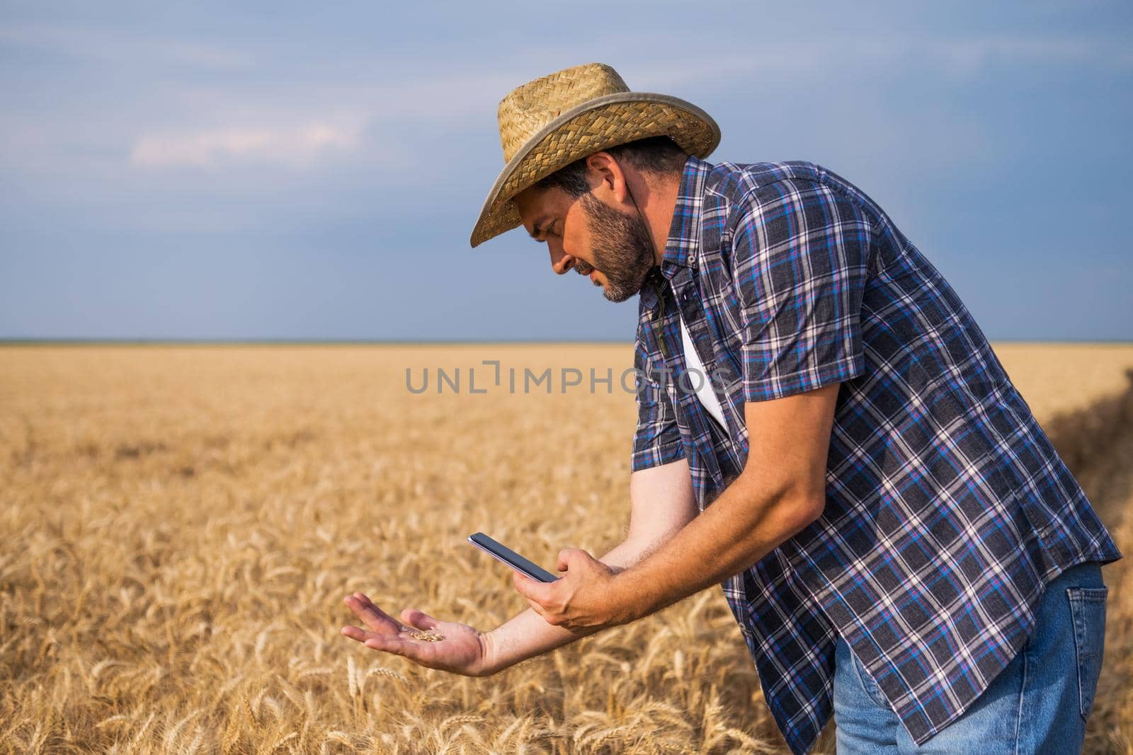 Agronomist is examining grain crops before harvesting.