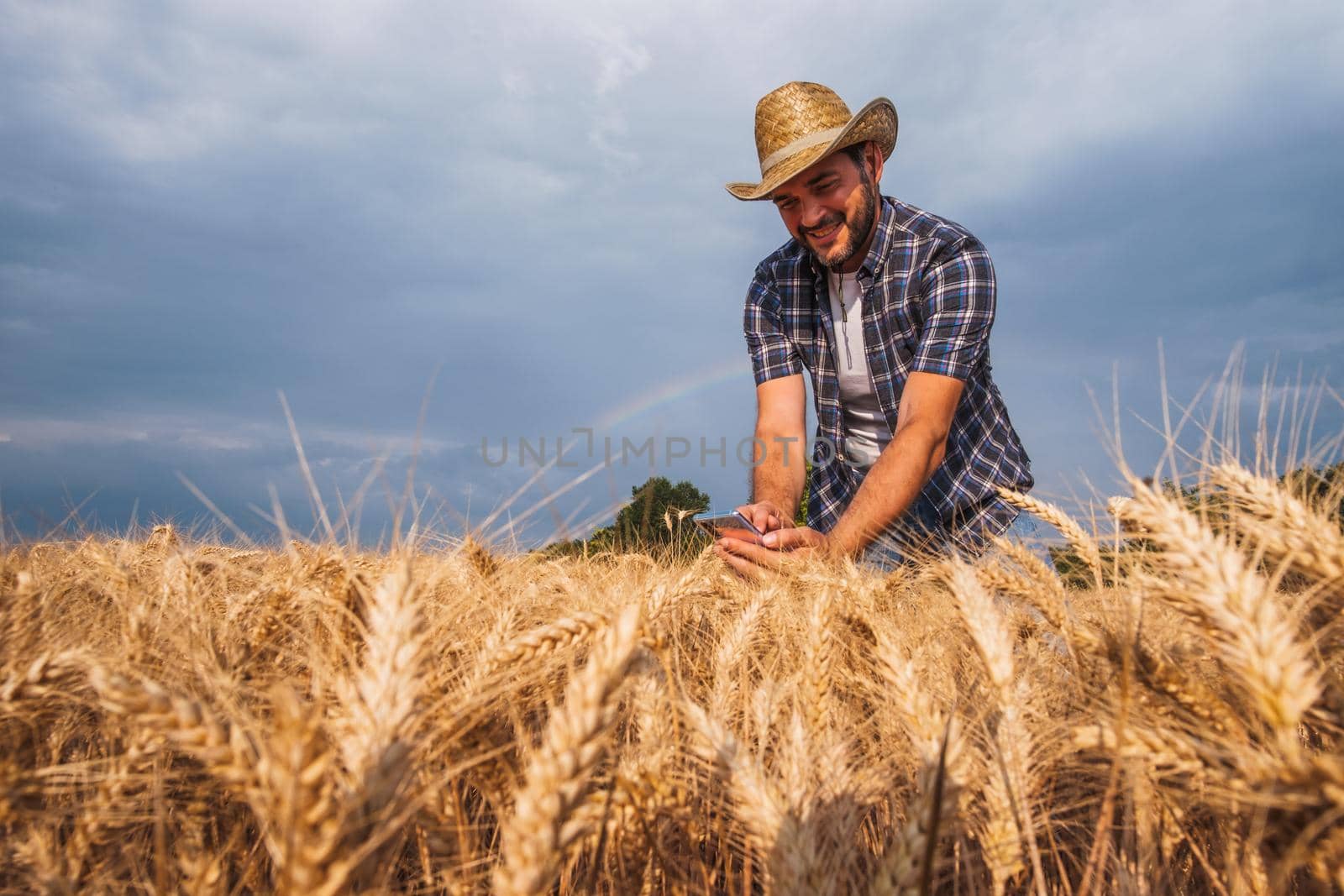 Happy farmer is examining grain crops before harvesting.