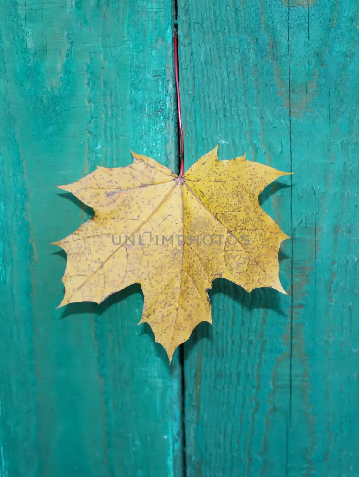 Yellow maple leaf on wooden background outdoors