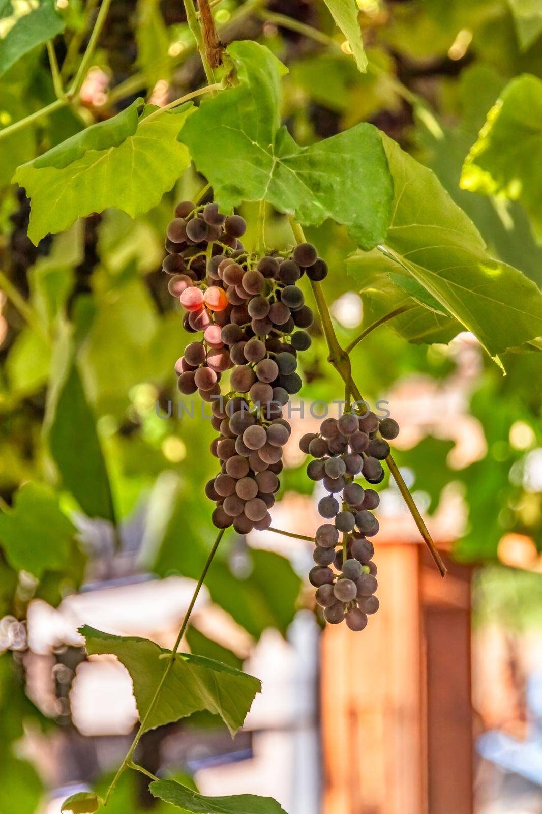 Fascicle red grape growing among the leaves. Vine branch with racemules of red grape