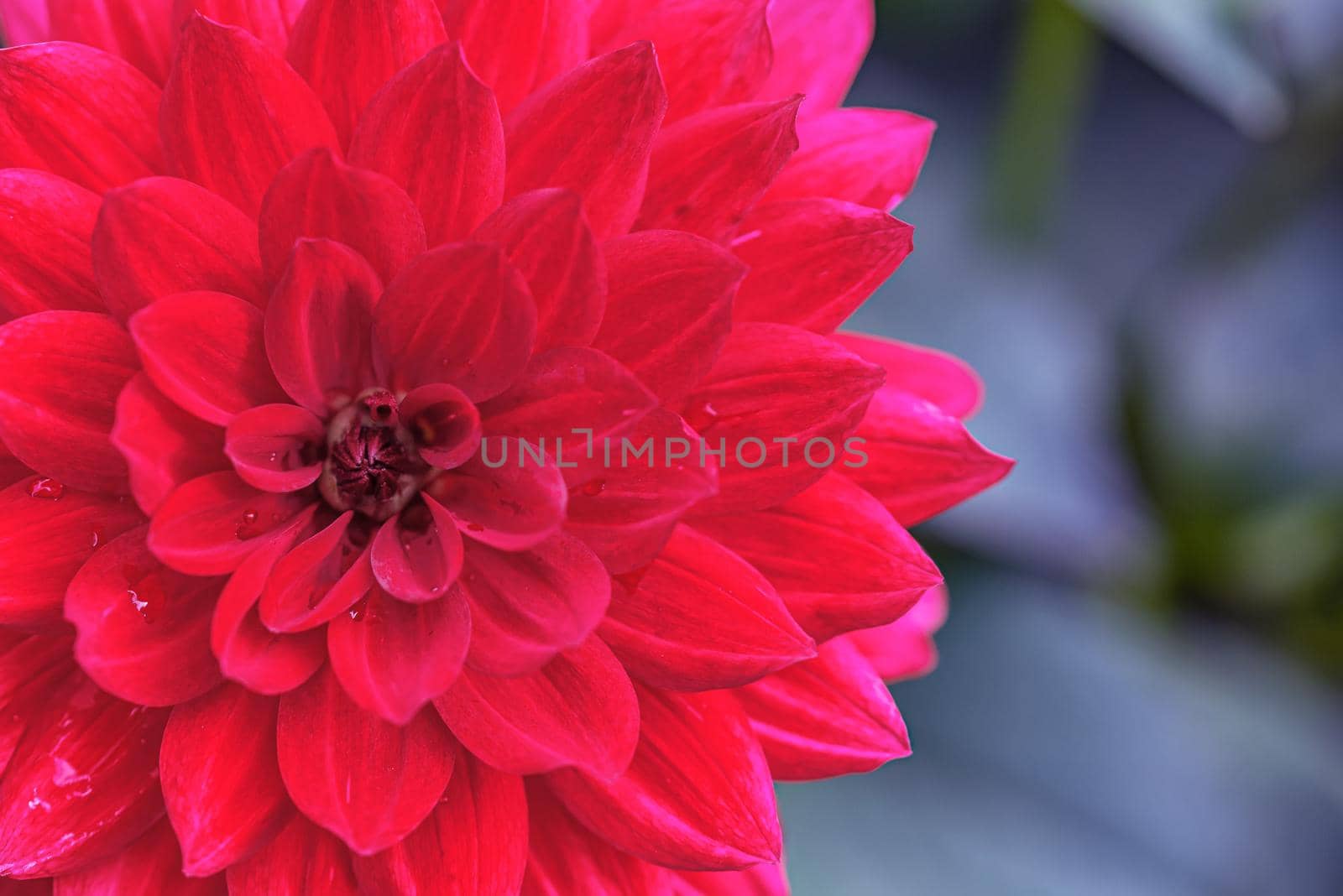 Macro photo of deep red dahlia flower head close up in the garden