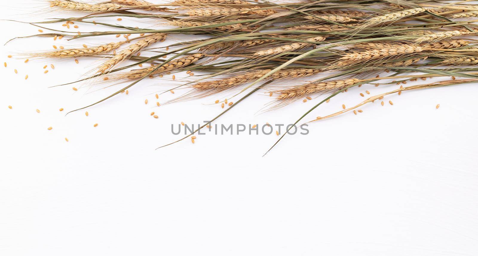 Wheat ears and wheat grains setup  on white wooden background. Top view and copy space. by kerdkanno