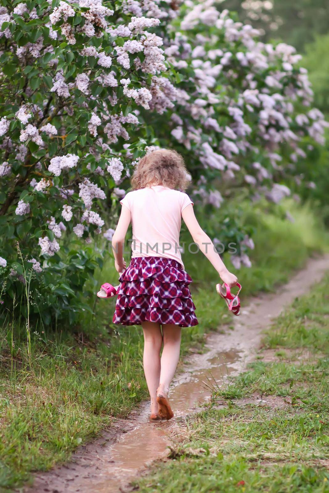 Barefoot girl walks through a puddles of water after the summer rain in countryside.