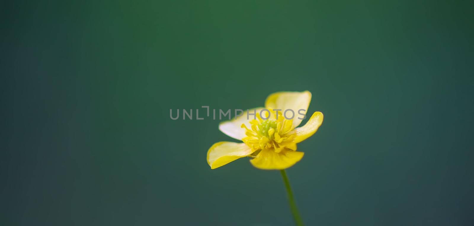 Ranunculus arvensis yellow flower on blurred green background. Corn buttercup flowers plants on spring meadow