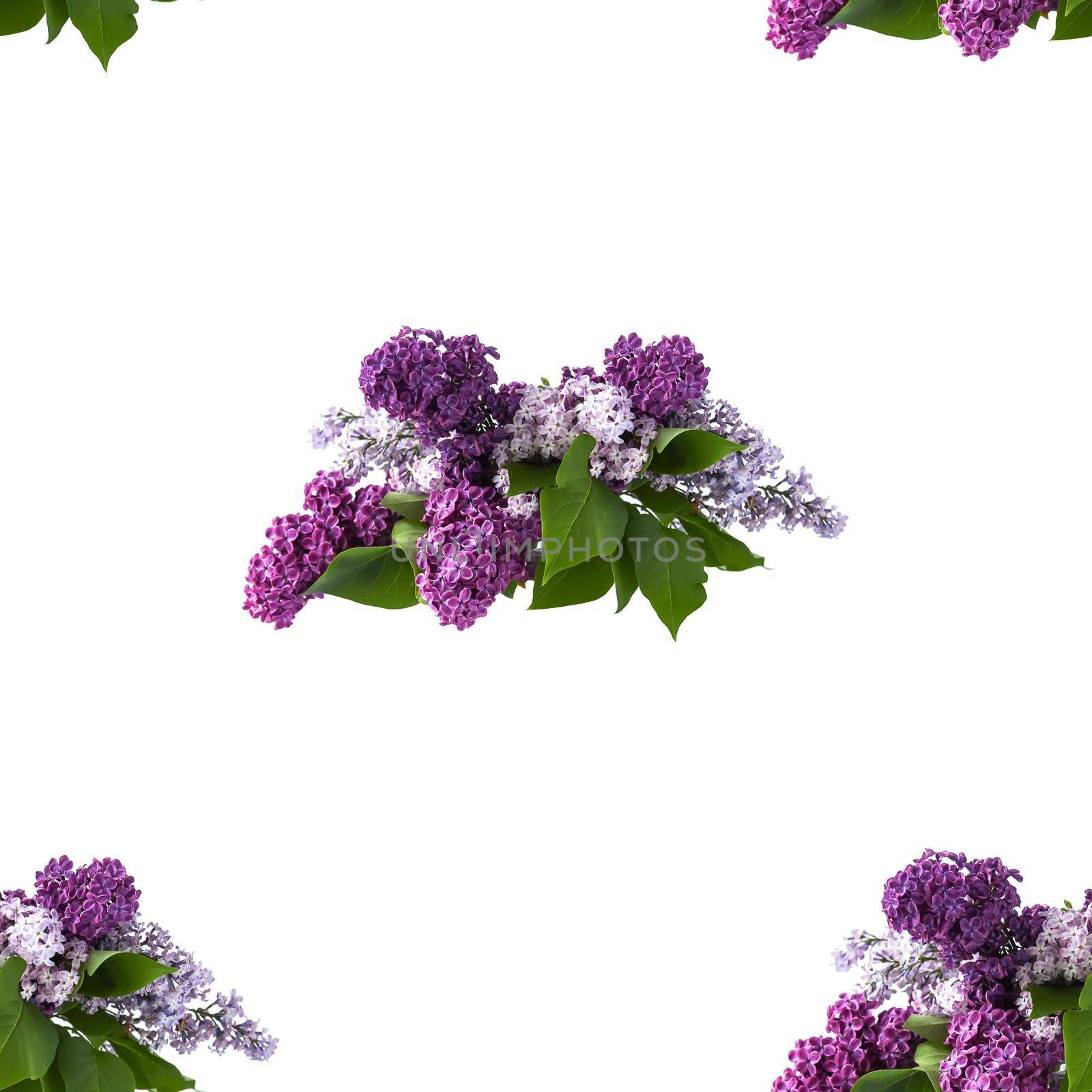 Seamless pattern of spring floral background with purple lilac plant flowers. Common Syringa herb. Floral background.
