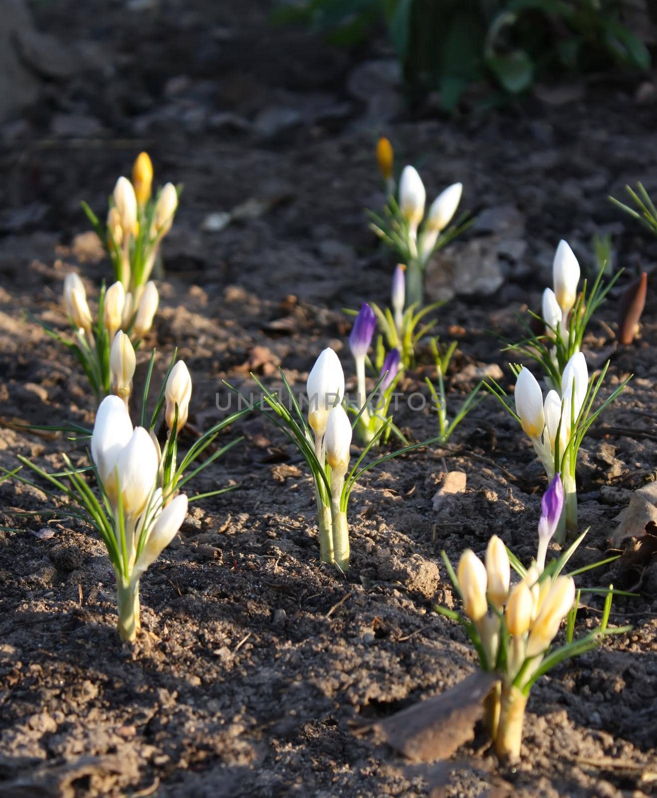 Crocus flowers in sunlight growing in a spring garden outdoors