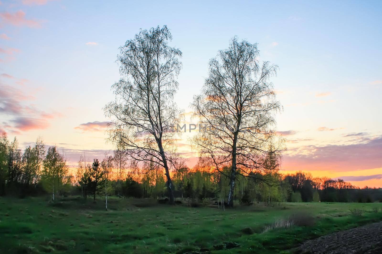 Spring landscape in the countryside. Beautiful sunset in april. Two birch trees in a field.