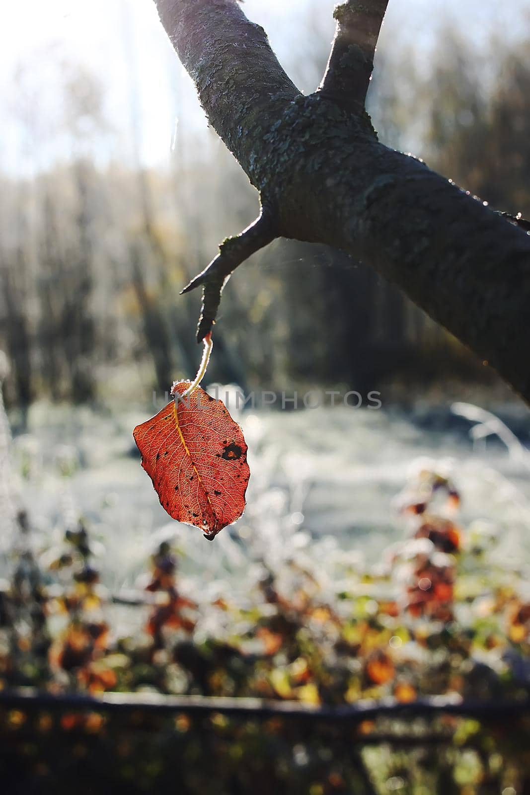 Colorful leaves outdoors in countryside. Autumn nature seasonal details