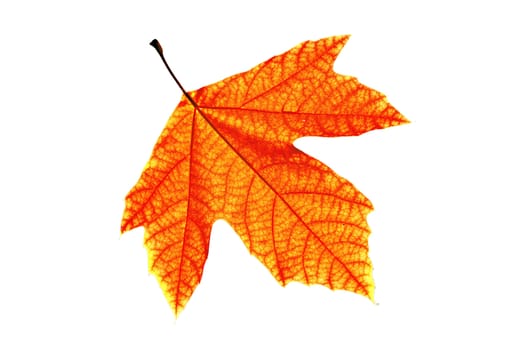 Lonely leaf of a plane tree, isolated on a white background.