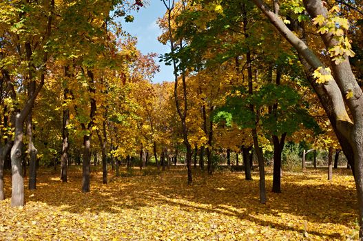 Landscape - Autumn Park, yellowing maple trees against a blue sky.