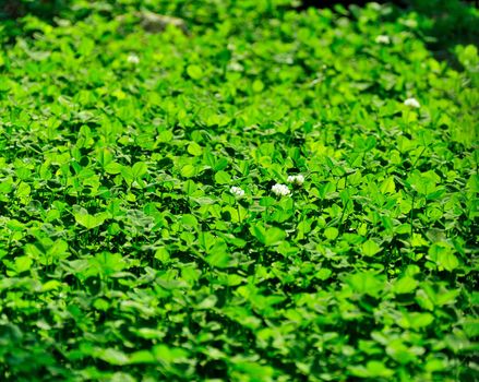 Glade of a blossoming clover filled in with a sunlight