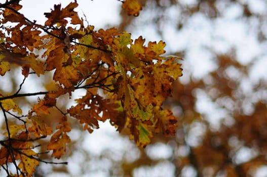 Yellow oak leaves on a branch, late autumn.