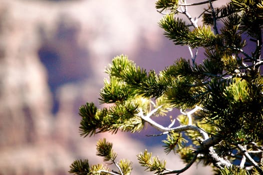 Pine Tree background