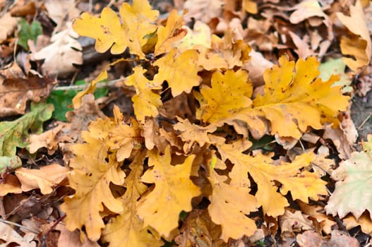 Dry yellow oak leaves on the ground.