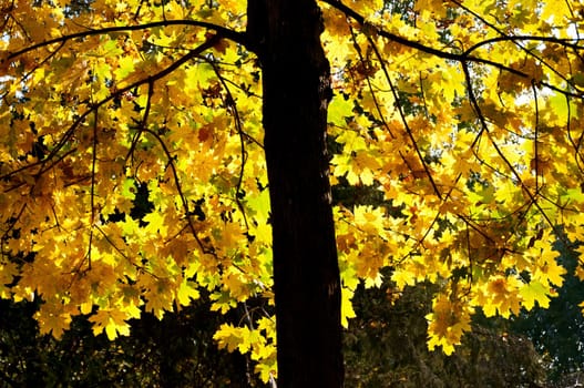 Young maple with gold autumn foliage
