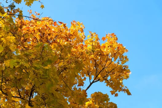 Yellow autumn Maple leaves against the blue sky.