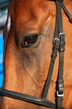 Head of a horse of brown color, eye and bridle close up.