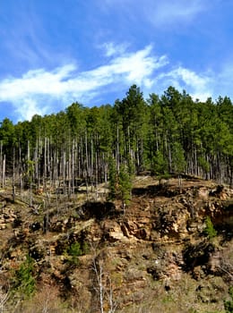 Deadwood Trees on a hill