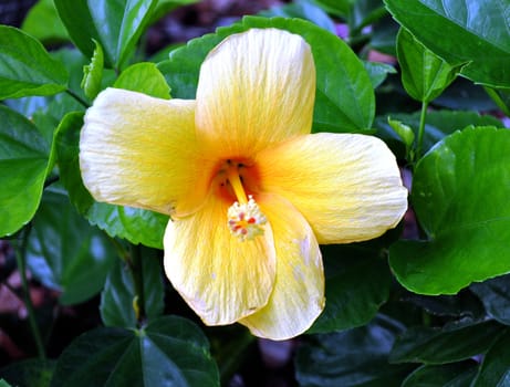 Flower yellow