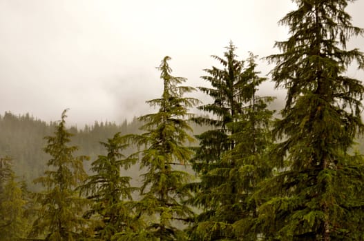 Ketchikan forest and trees