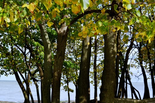 Rocks trees and water background