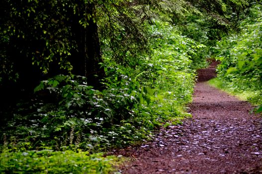 Trail on the right