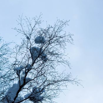 Winter tree conceptual image with snow