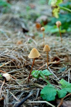 Small toadstools in dead grass and brambles







toadstool, fungus, mushroom, tiny, fungi, wood, woodland, forest, forest floor, nature, outside, autumn, fall, autumnal, grass, dead, bramble, leaf, leaves