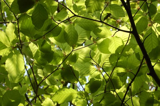 Canopy of green beech leaves seen from below