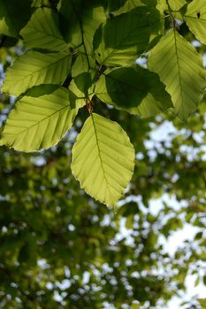 Green leaves of a beech tree