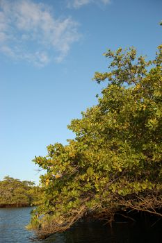 Mangrove in the Galapagos Islands