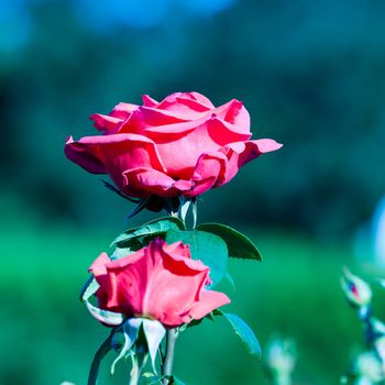 Red Rose on the Branch in the Garden