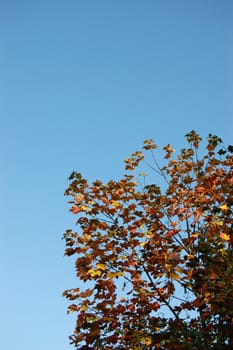 Red leaves of a sycamore tree against a blue sky