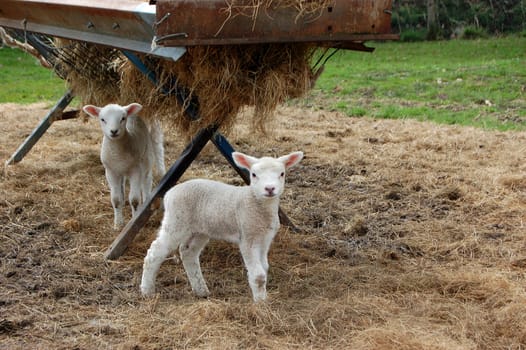 Two cute lambs standing by a feeder full of hay