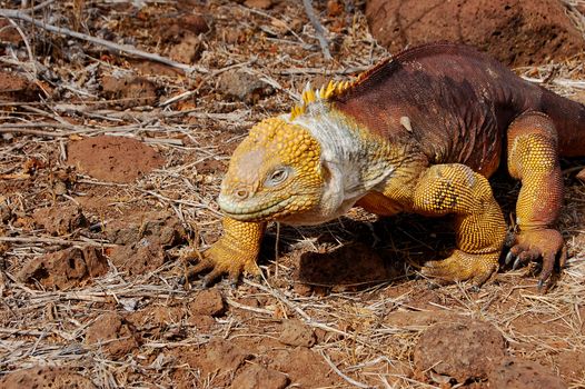 Galapagos land iguana on rocky ground