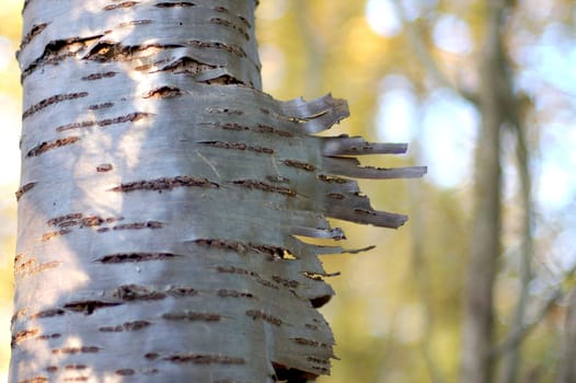Peeling bark on a silver birch tree