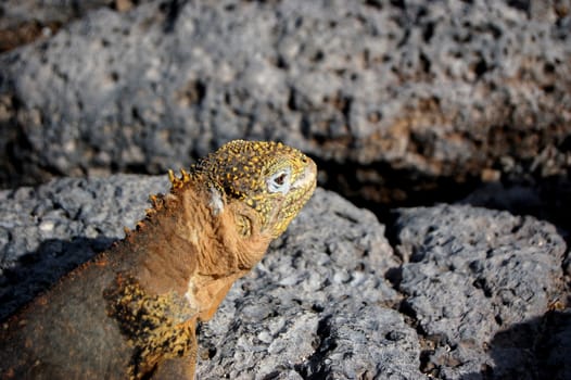 Closeup of a Galapagos land iguana on volcanic rock