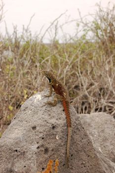 Lava lizard sitting on volcanic rock in the Galapagos Islands