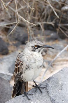 Mockingbird perched on volcanic rock in the Galapagos Islands