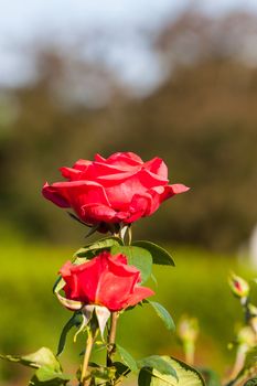 Red Rose on the Branch in the Garden at sunset