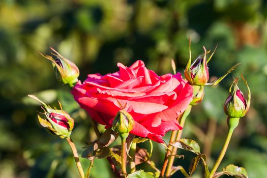 Red Rose on the Branch in the Garden at sunset