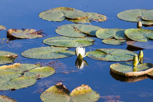 Water Lily on the pond