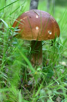 bolete on green grass background