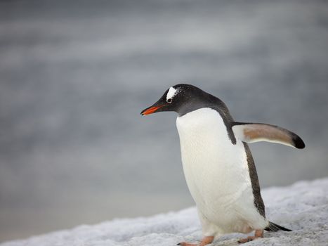 Cute baby penguin walking on the snow in Antarctic ocean
