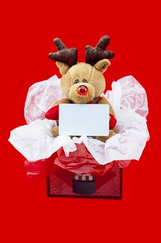 Close-up shot of a cute rudolf the red nose reindeer in a gift box with an empty placard.