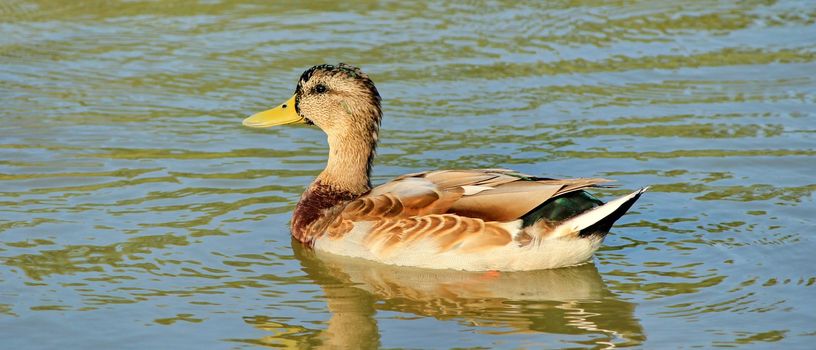 duck and lake