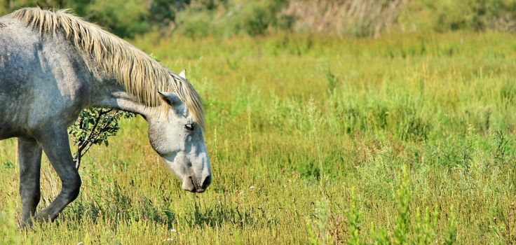 horse Camargue and green grass