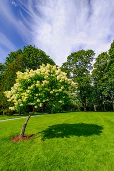 Solitary blooming apple tree in the garden Oslo at summer