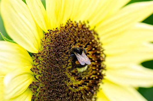 Bee sitting on sunflower macro
